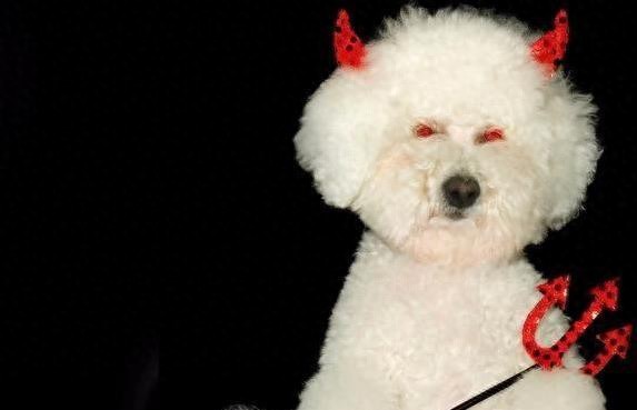 宝龙配资 比熊护食凶到咬人，5个底线别碰，你家狗中招了吗？