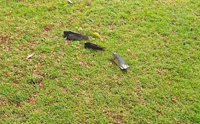 云上速融 广东男子发现草坪上有鱼在爬行，且速度极快！网友：要进化成人了